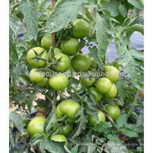 AT481 Laqi moyennes graines de tomates hybrides taille de la Chine